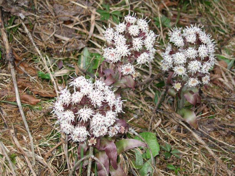 2009-04-13 Stripsenkopf (51) Blumen